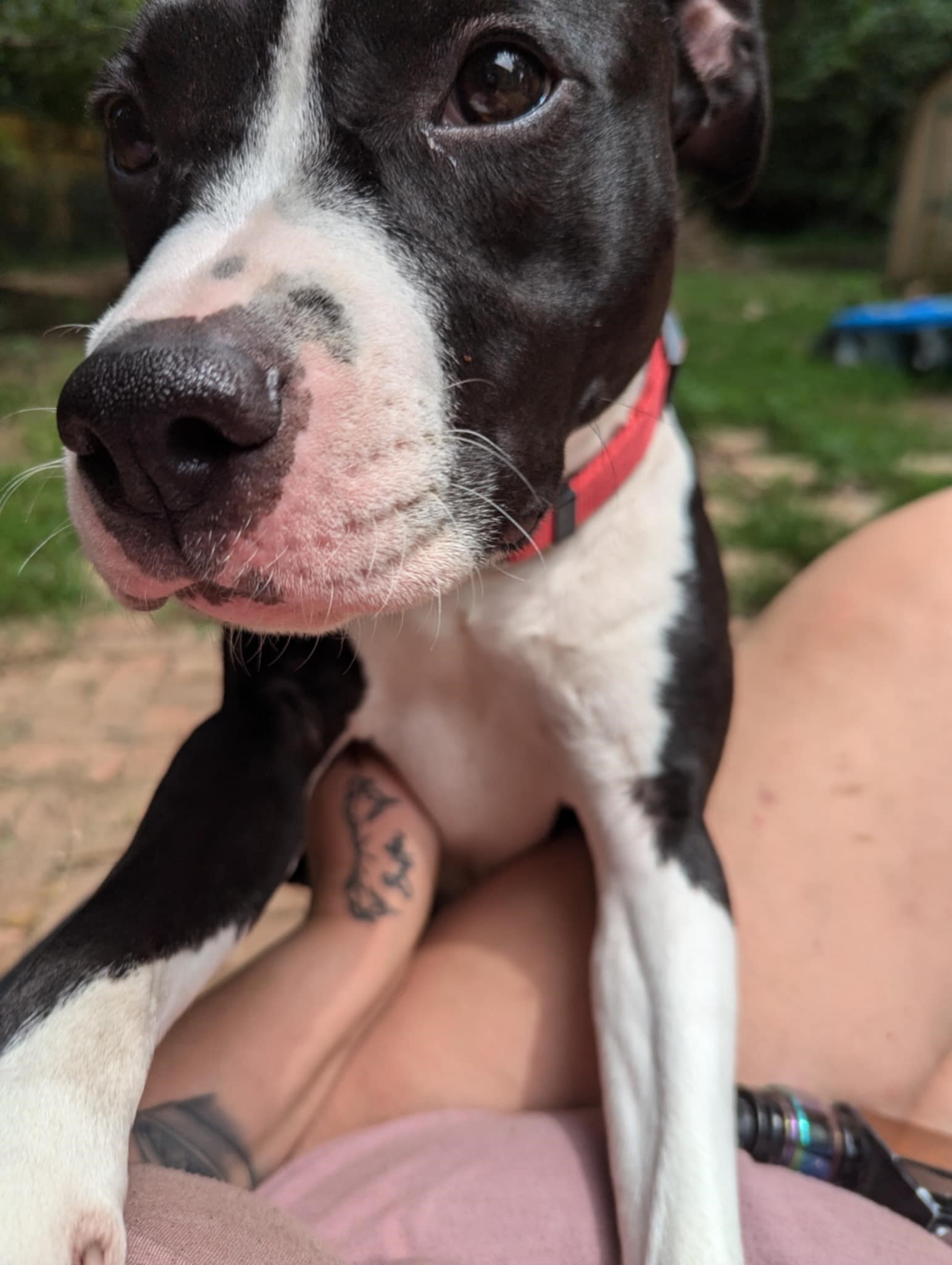 Enlarge Lucy, a Adoptable mixed breed in INDIANAPOLIS, IN image 2/2