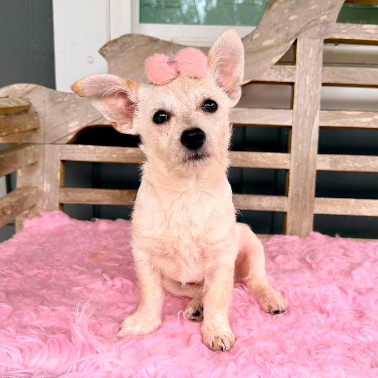 Enlarge Lemon Drop, an adopted mixed breed in Traverse City, MI image 2/6