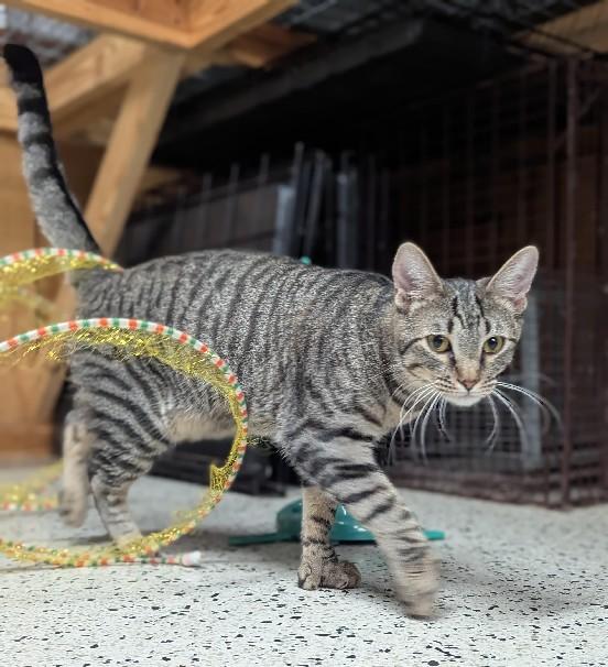 Enlarge Dion, an adoptable Extra-Toes Cat / Hemingway Polydactyl in Lafayette, LA image 2/5