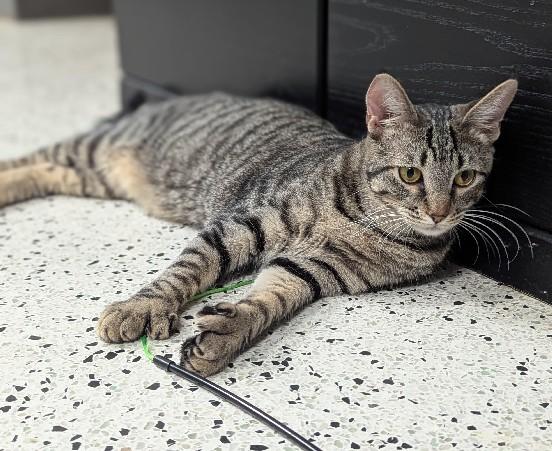 Enlarge Dion, an adoptable Extra-Toes Cat / Hemingway Polydactyl in Lafayette, LA image 3/5