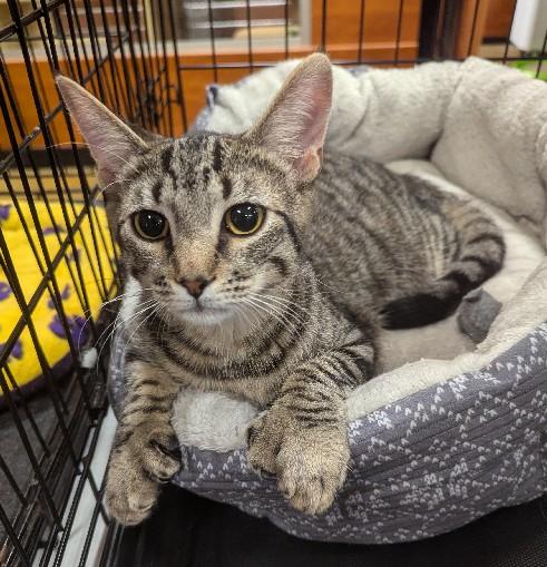 Enlarge Dion, an adoptable Extra-Toes Cat / Hemingway Polydactyl in Lafayette, LA image 1/5