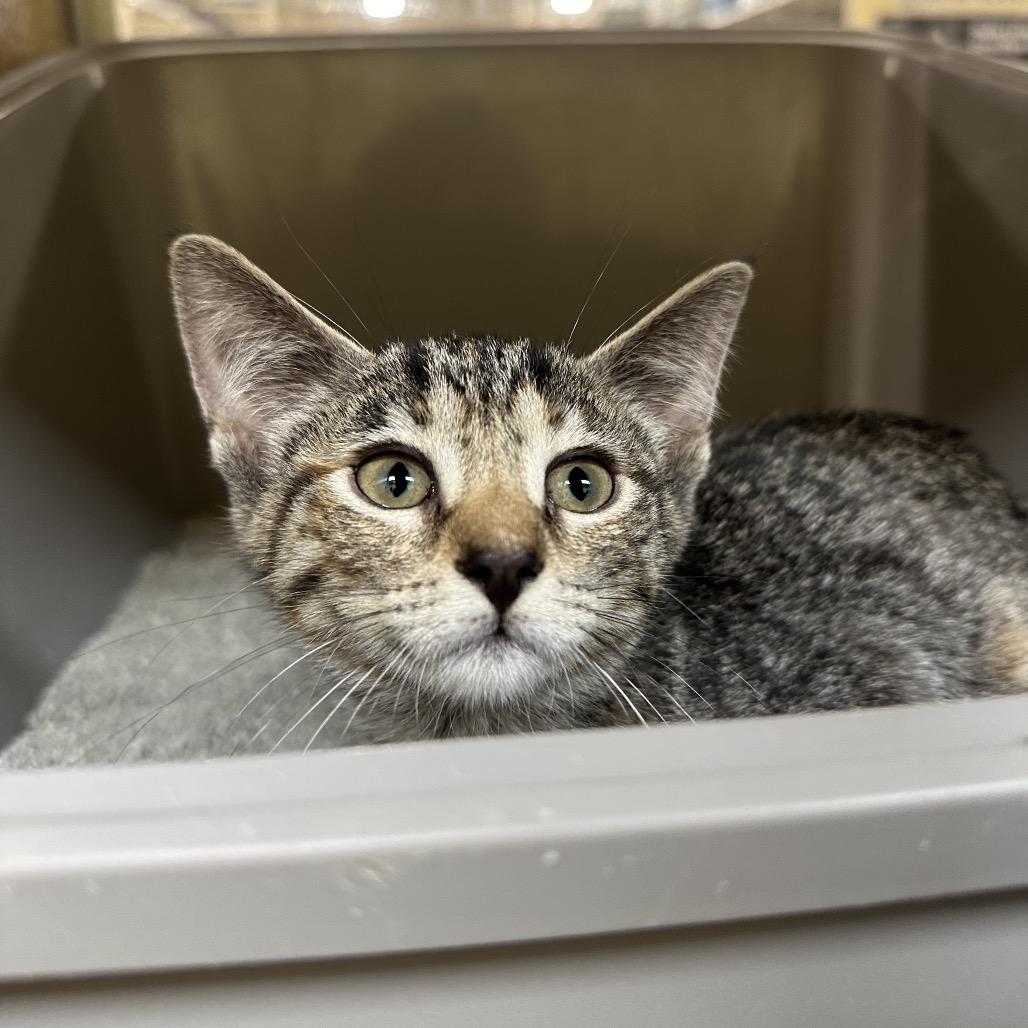 ASHER — thumbnail 2