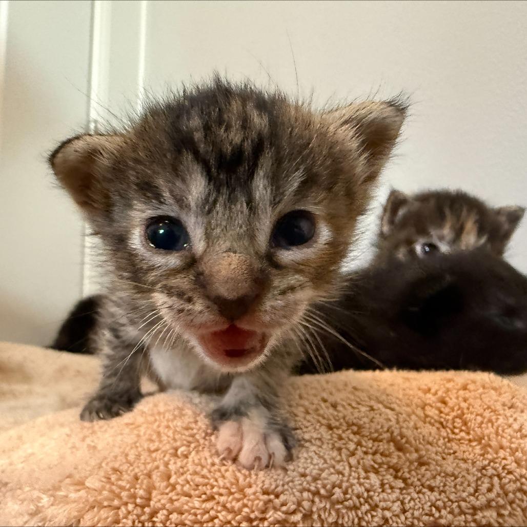 ASHER — thumbnail 3