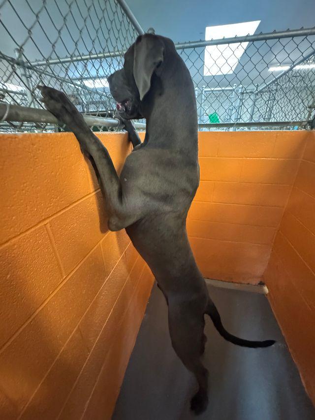 Enlarge Carl, a Adopted Great Dane in Chattanooga, TN image 4/6
