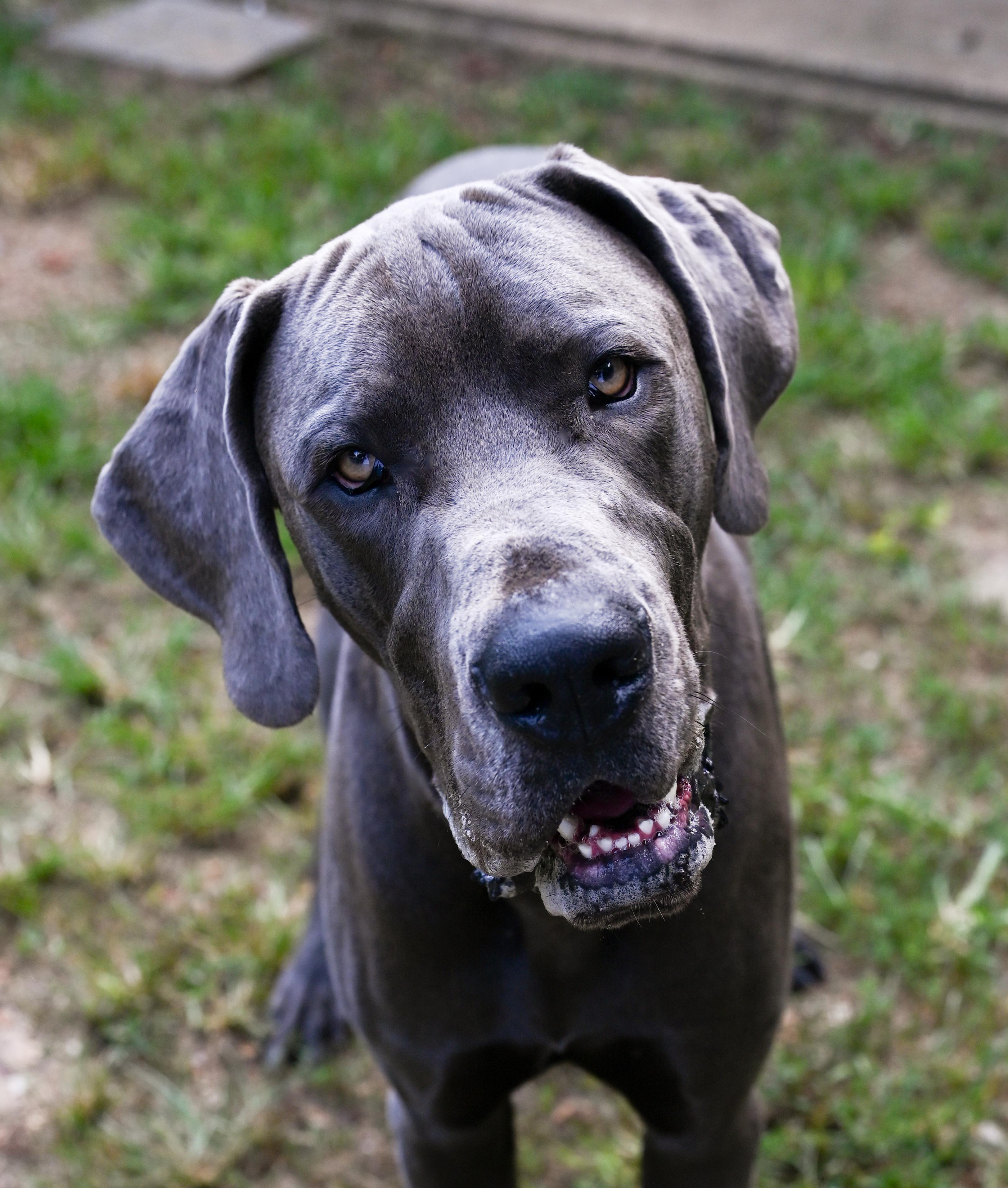 Enlarge Carl, a Adopted Great Dane in Chattanooga, TN image 6/6