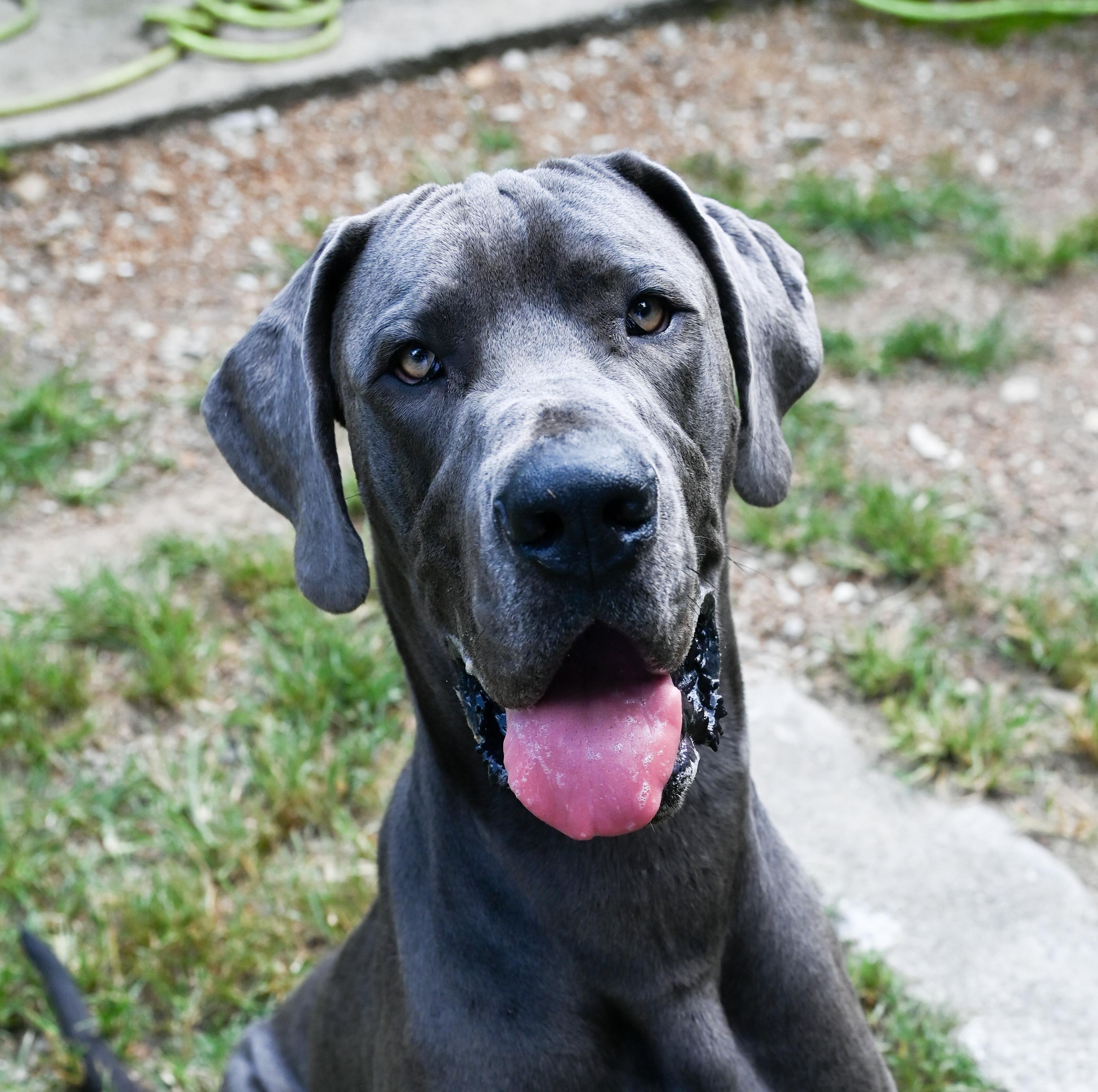 Enlarge Carl, a Adopted Great Dane in Chattanooga, TN image 2/6