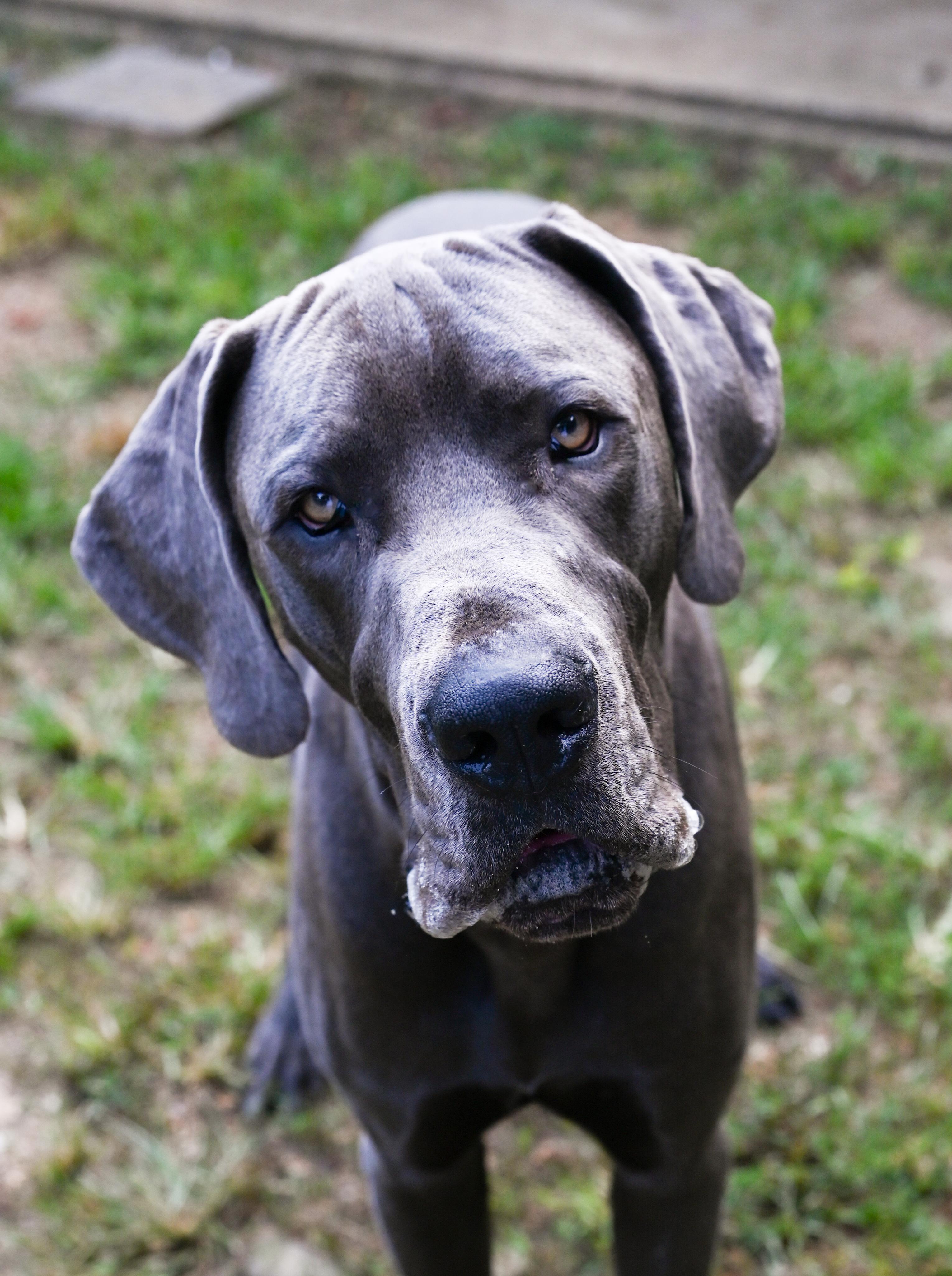 Enlarge Carl, a Adopted Great Dane in Chattanooga, TN image 1/6