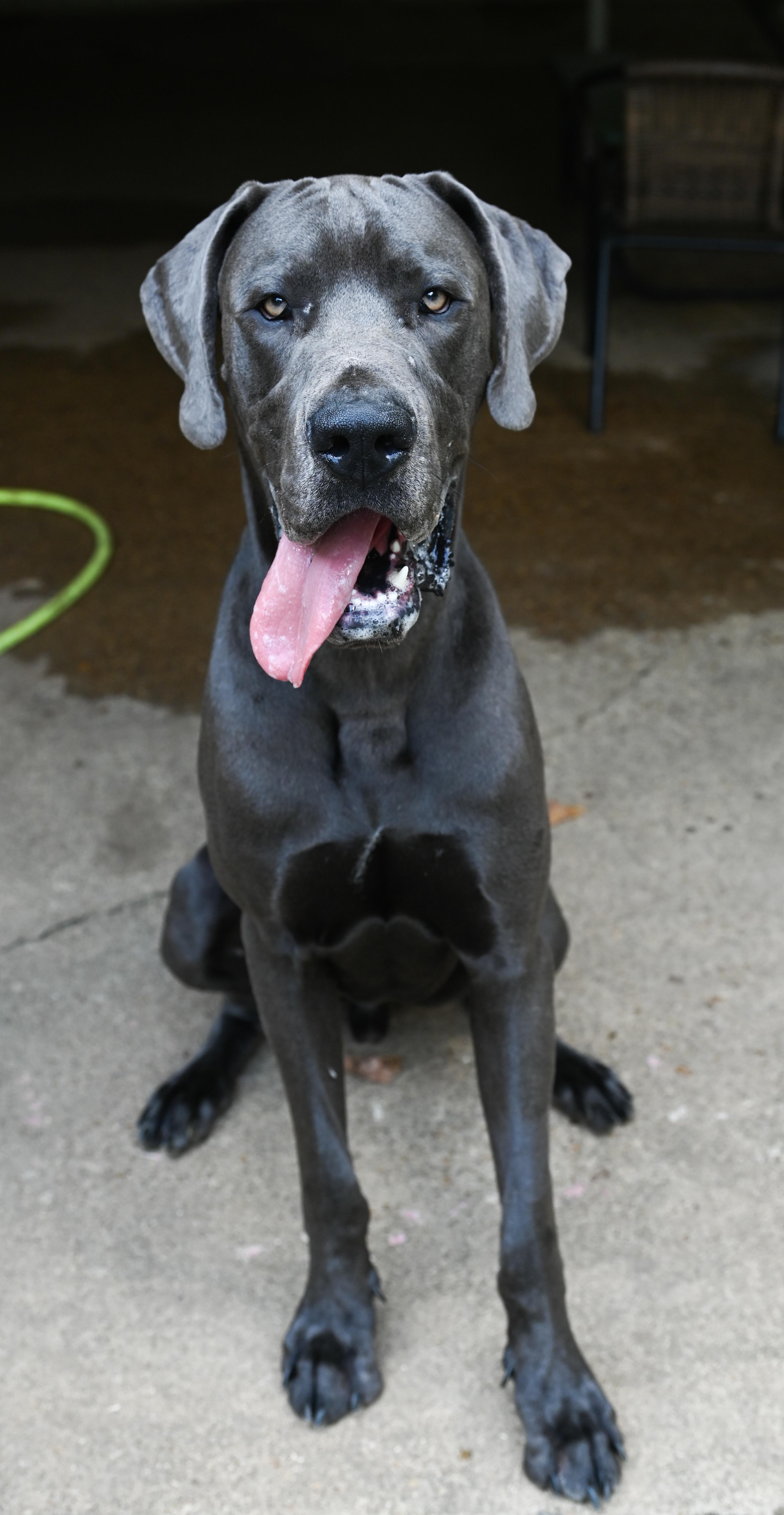 Enlarge Carl, a Adopted Great Dane in Chattanooga, TN image 3/6