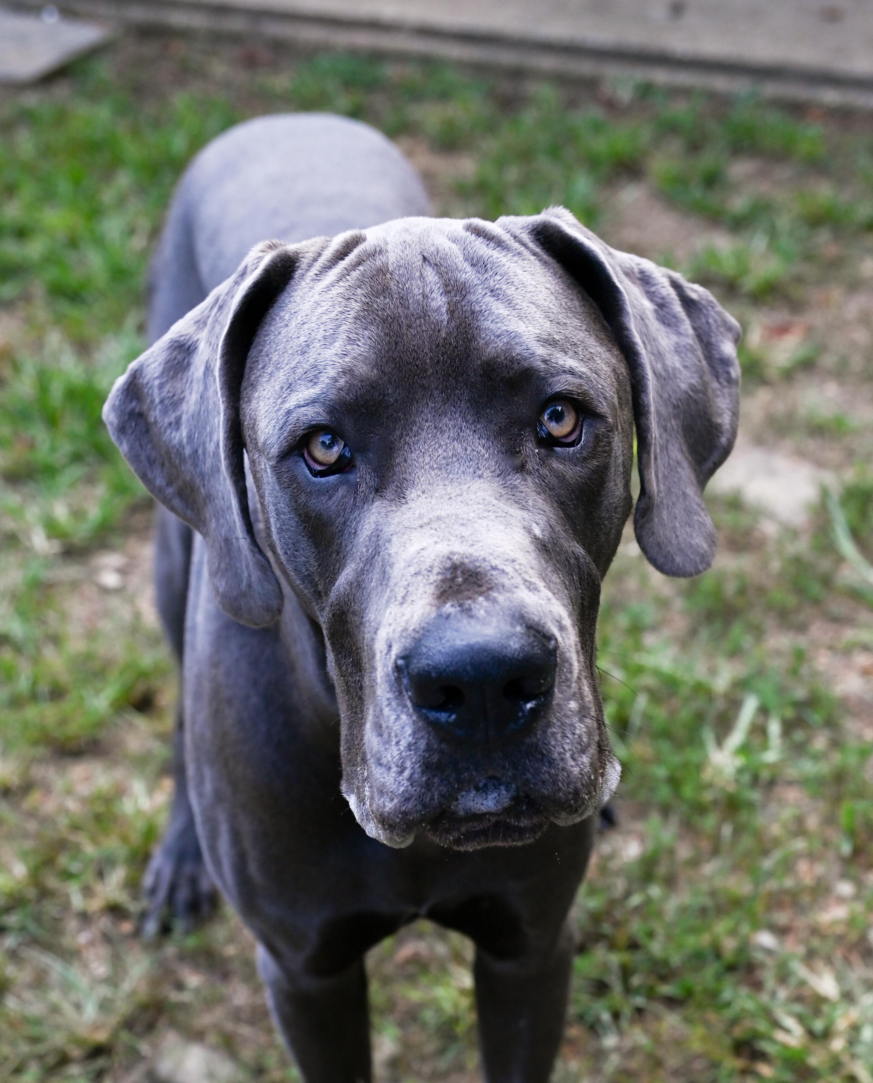Enlarge Carl, a Adopted Great Dane in Chattanooga, TN image 5/6