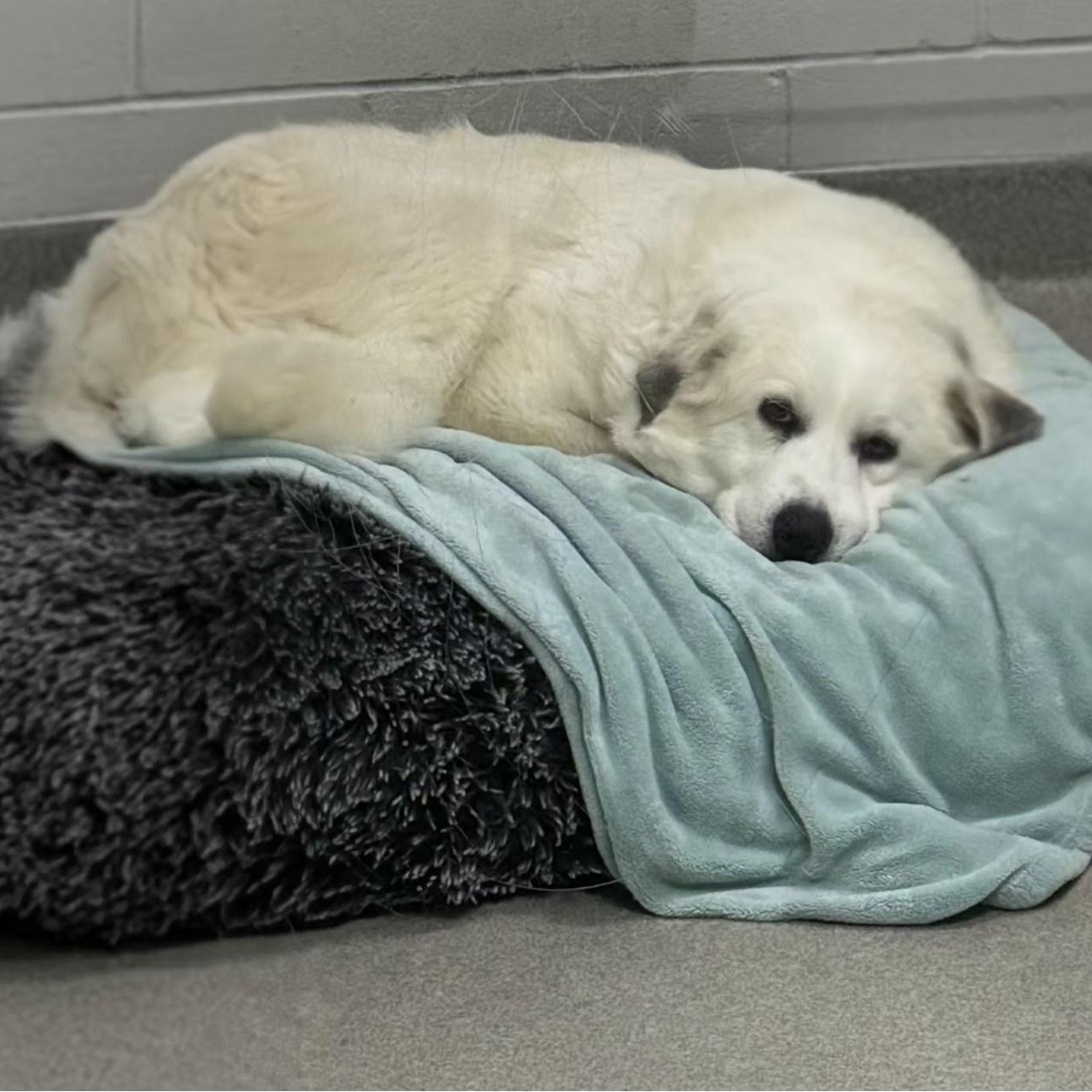 Enlarge Tallulah, a ADOPTABLE Great Pyrenees in Atlanta, GA image 2/2