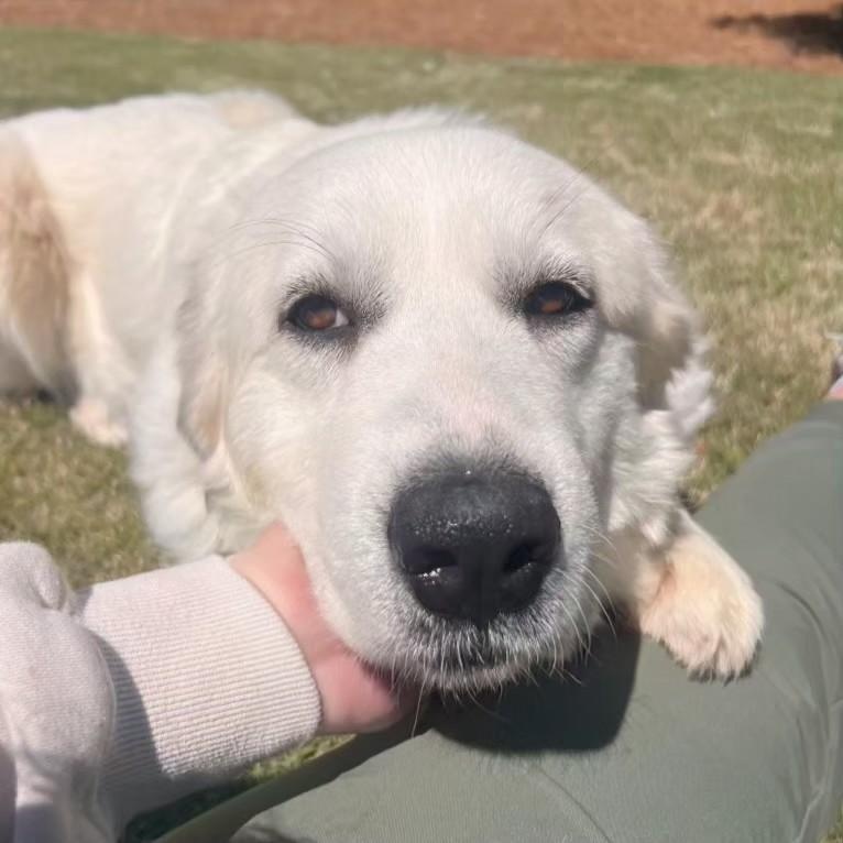 Enlarge Tallulah, a ADOPTABLE Great Pyrenees in Atlanta, GA image 1/2