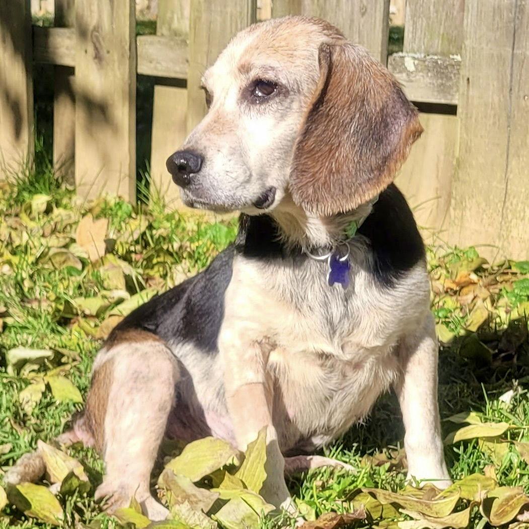 Enlarge Julia, a Adoptable Beagle in Norwood, OH image 1/2