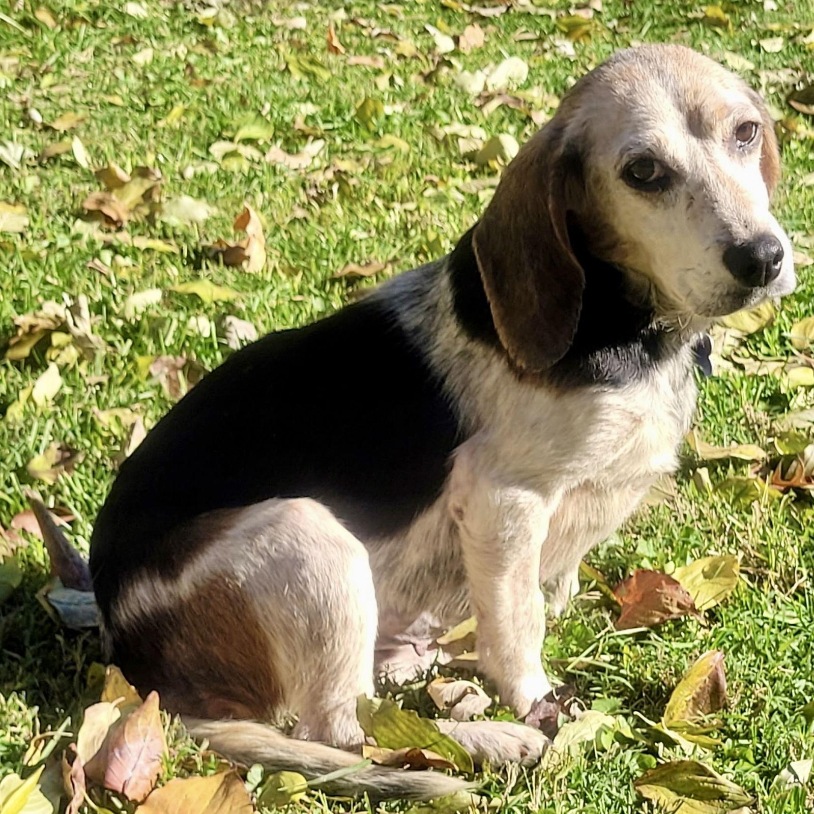 Enlarge Julia, a Adoptable Beagle in Norwood, OH image 2/2