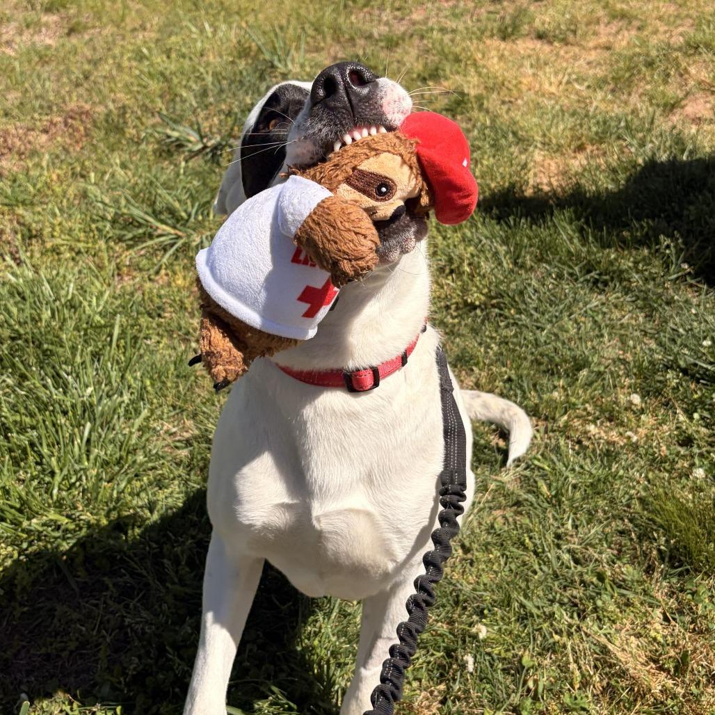 Enlarge Pogo, a Adoptable mixed breed in Franklin, NC image 4/6