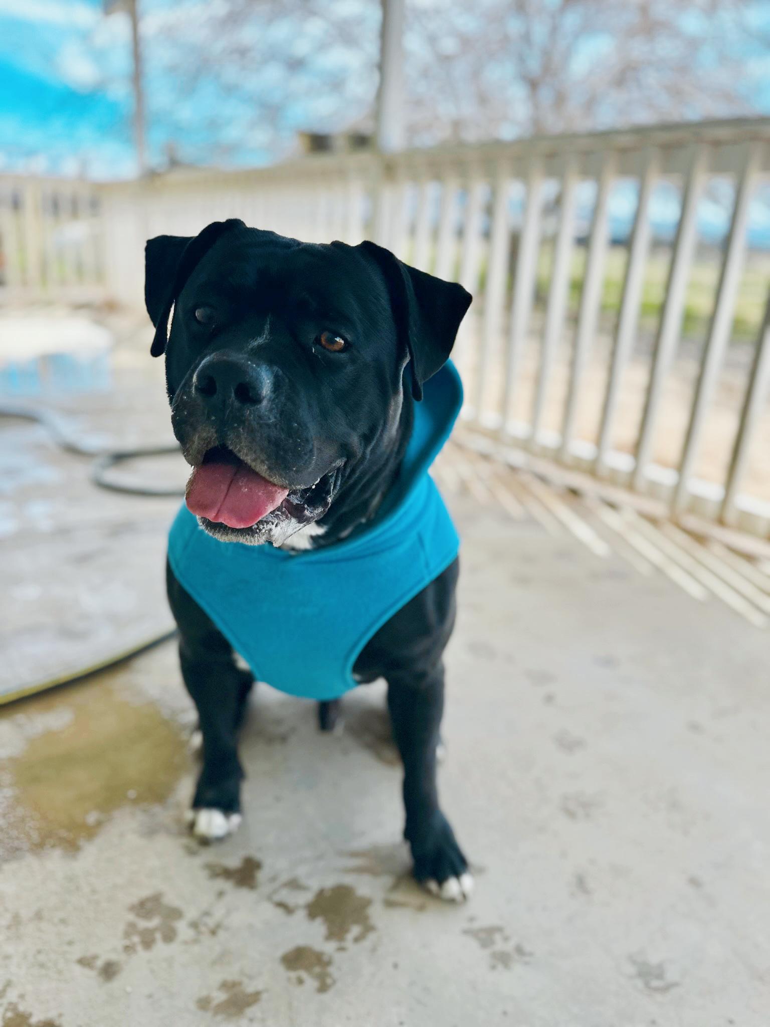Enlarge Seeker, a Adoptable Boxer in Palmdale , CA image 1/6