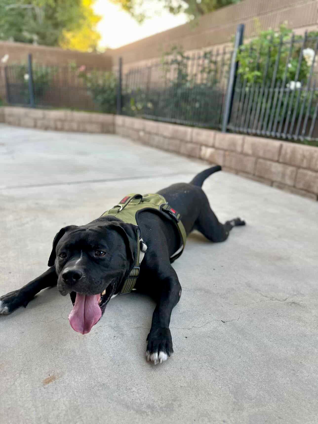 Enlarge Seeker, a Adoptable Boxer in Palmdale , CA image 2/6