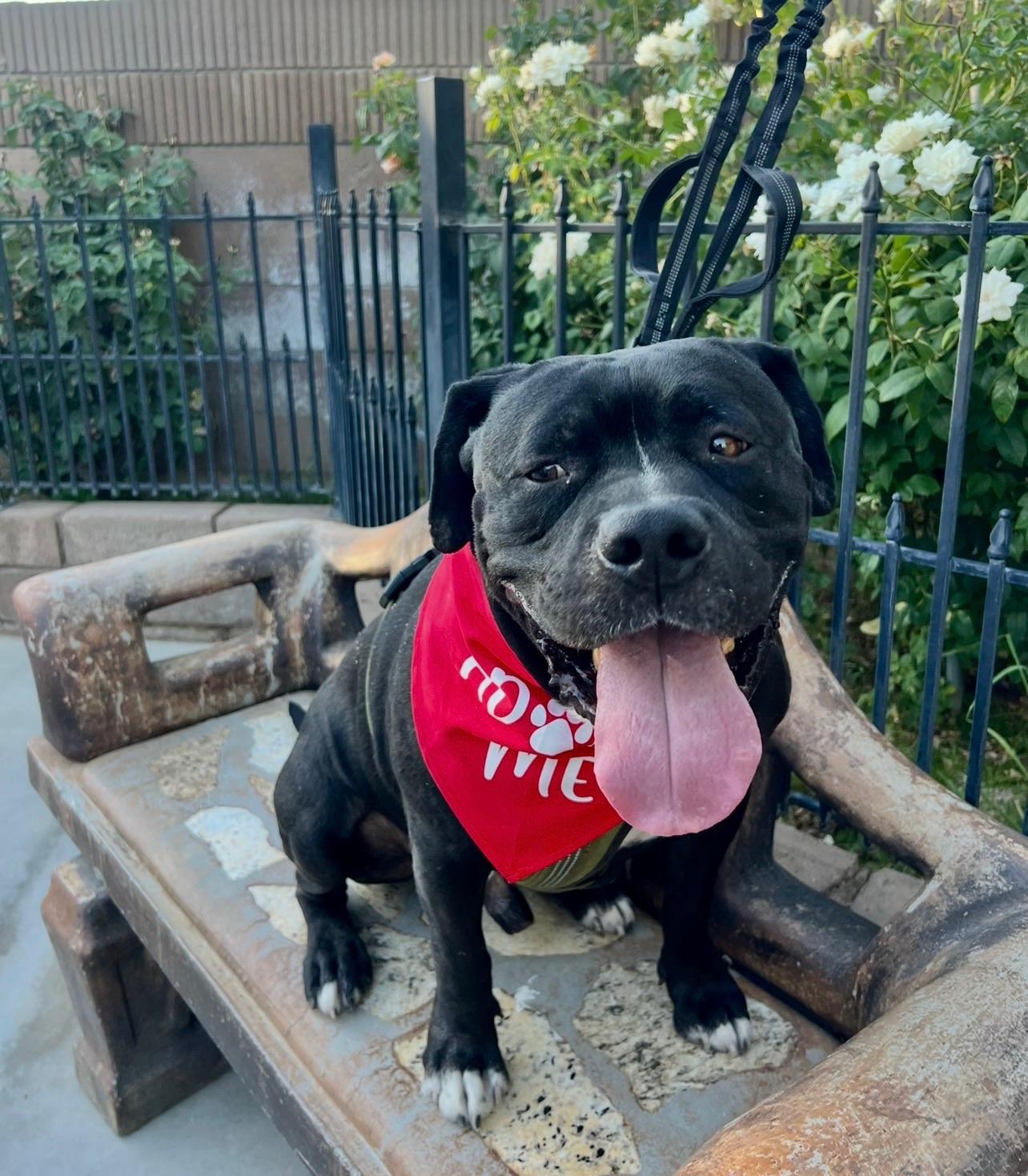 Enlarge Seeker, a Adoptable Boxer in Palmdale , CA image 6/6