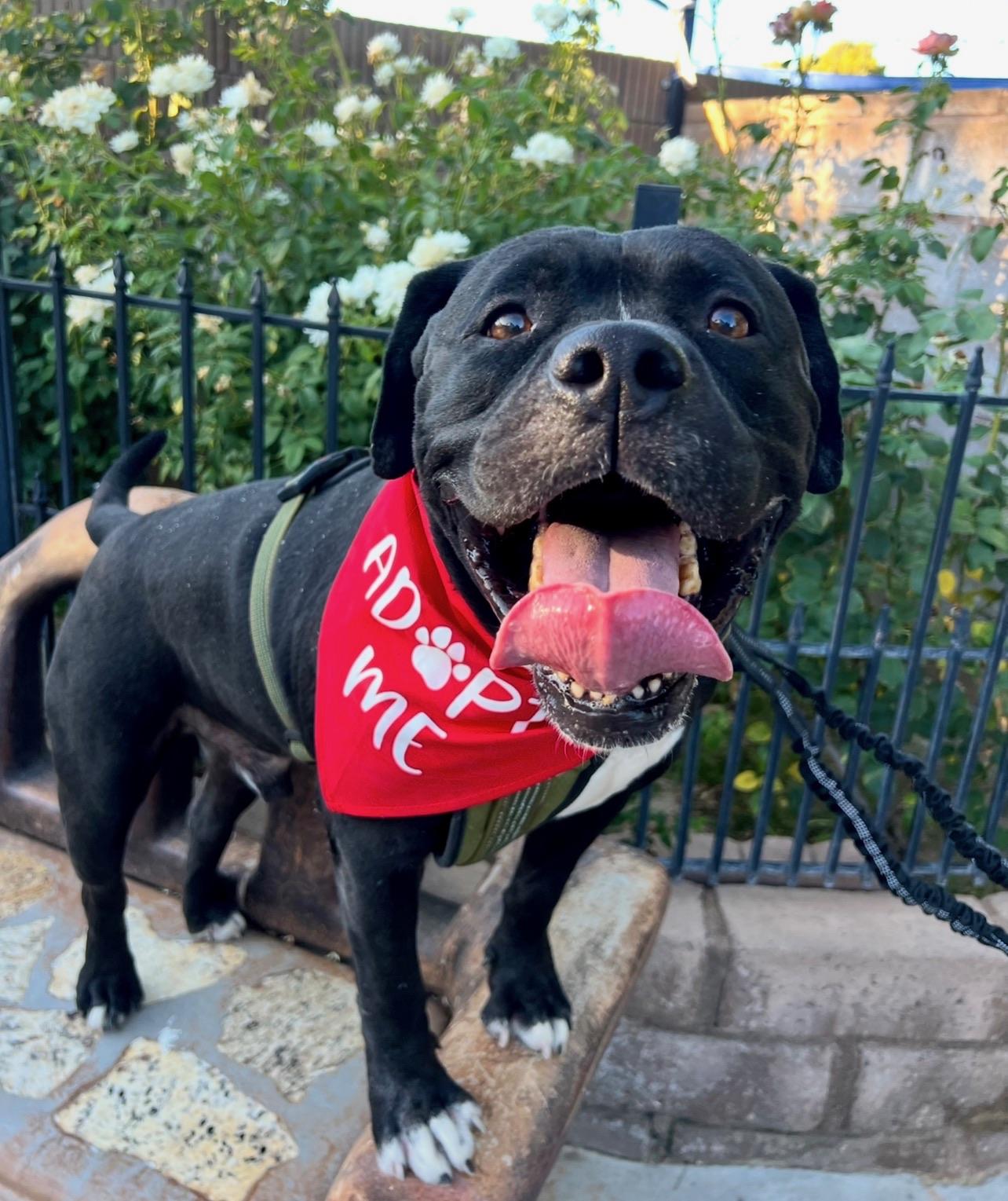 Enlarge Seeker, a Adoptable Boxer in Palmdale , CA image 5/6