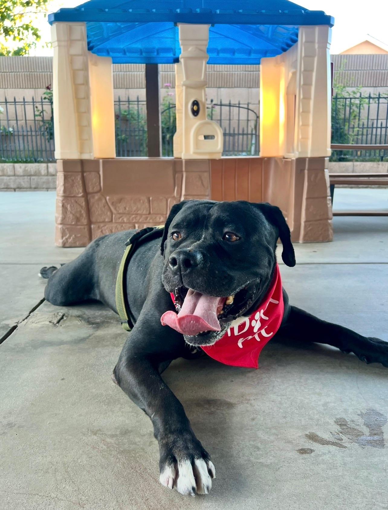 Enlarge Seeker, a Adoptable Boxer in Palmdale , CA image 3/6