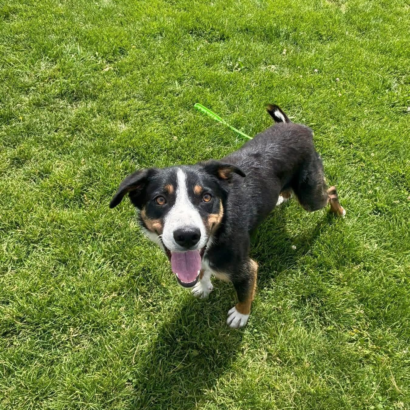 Spur, adopted, Adult Male Border Collie.