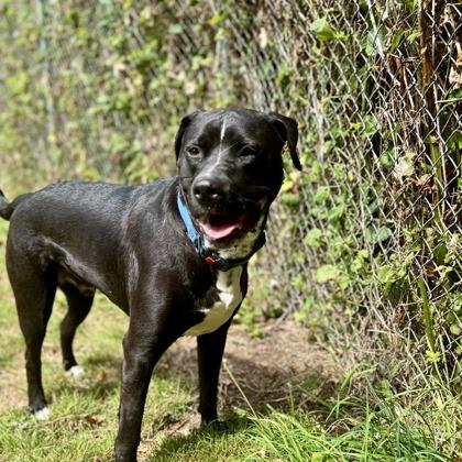Cooper, Adoptable, Adult Male Labrador Retriever & Mixed Breed.