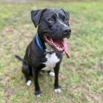 Enlarge Cooper, a Adoptable mixed breed in Camano Island, WA image 1/3