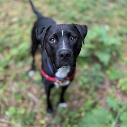 Cooper, a Adoptable mixed breed in Camano Island, WA image 2/3