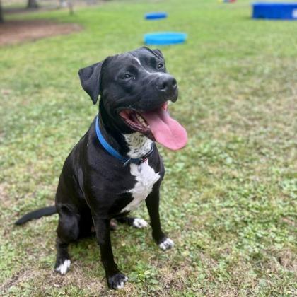 Enlarge Cooper, a Adoptable mixed breed in Camano Island, WA image 2/3