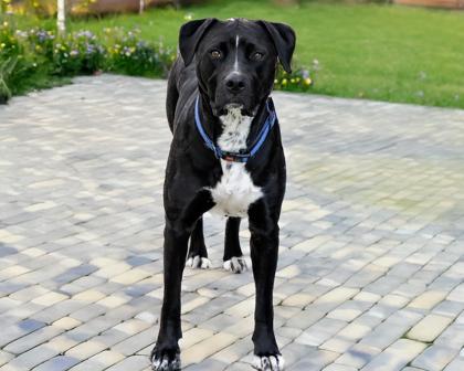 Cooper, Adoptable, Adult Male Labrador Retriever & Mixed Breed.