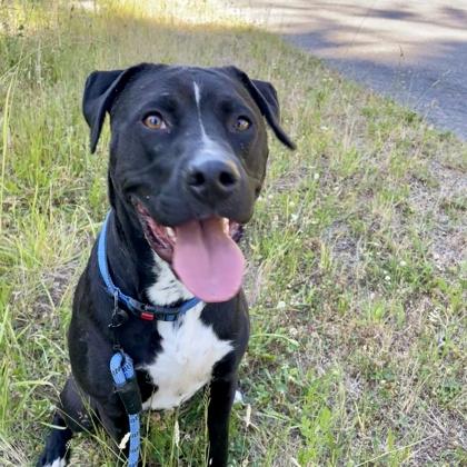 Enlarge Cooper, a Adoptable mixed breed in Camano Island, WA image 2/3