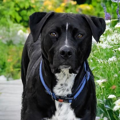 Enlarge Cooper, a Adoptable mixed breed in Camano Island, WA image 3/3