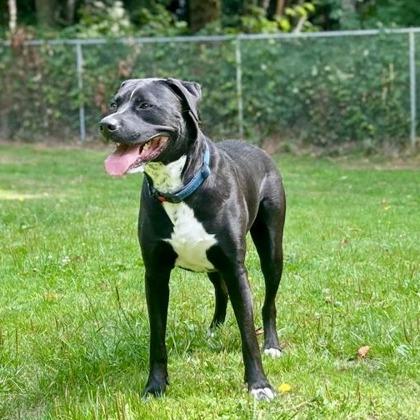 Cooper, a Adoptable mixed breed in Camano Island, WA image 3/3