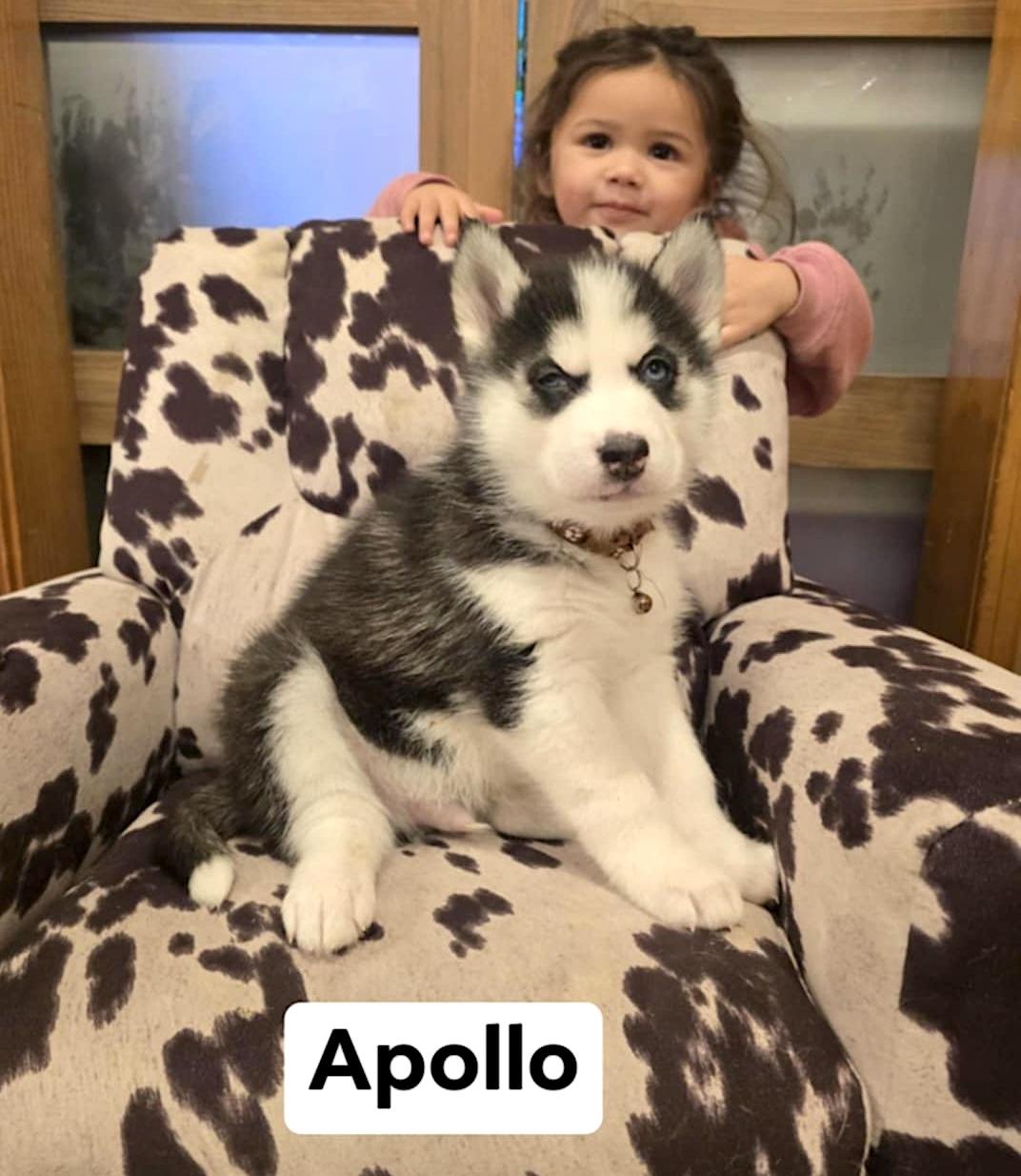 Apollo, a ADOPTABLE Husky in Hopedale, MA image 3/3