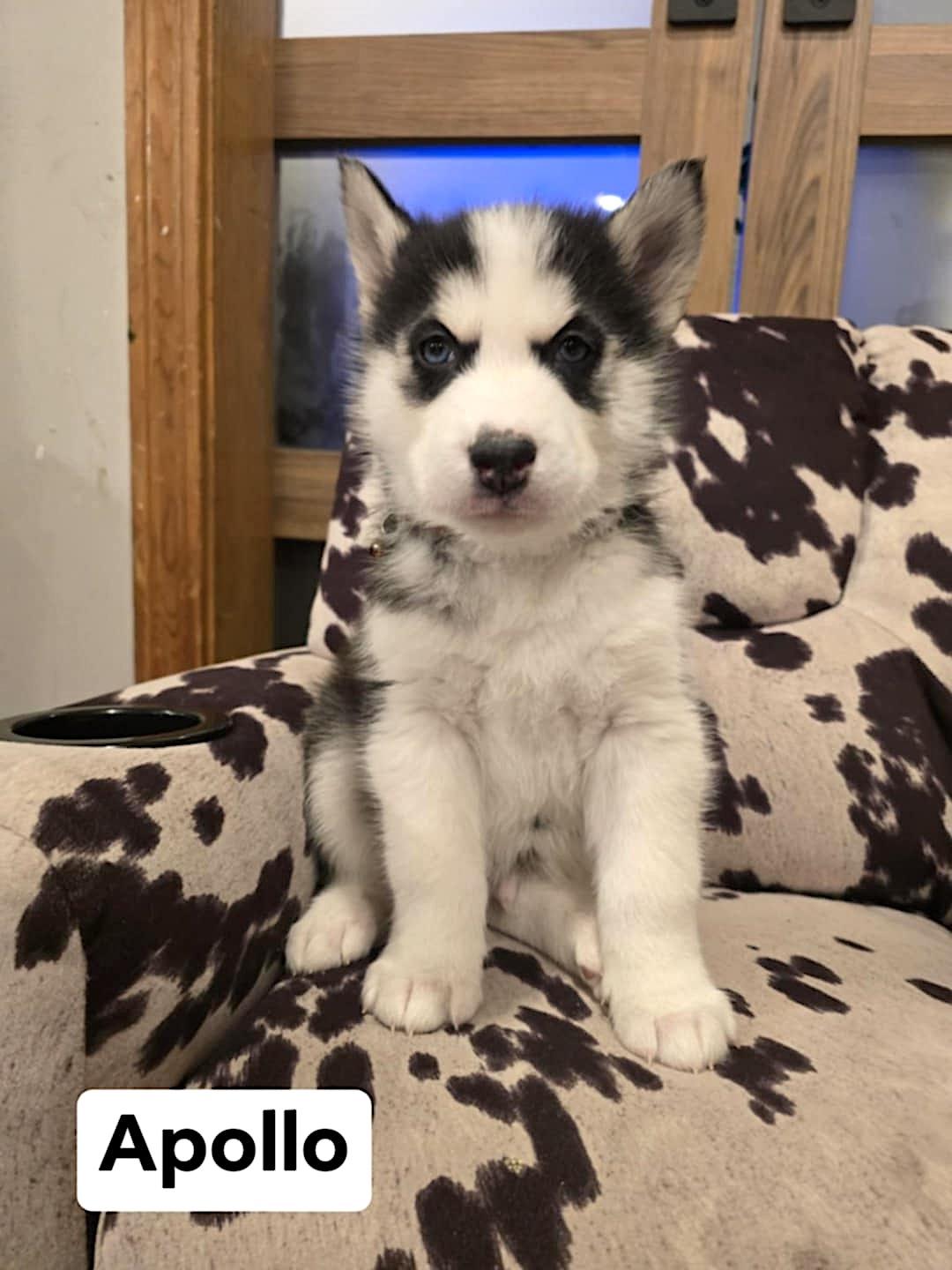 Apollo, a ADOPTABLE Husky in Hopedale, MA image 2/3