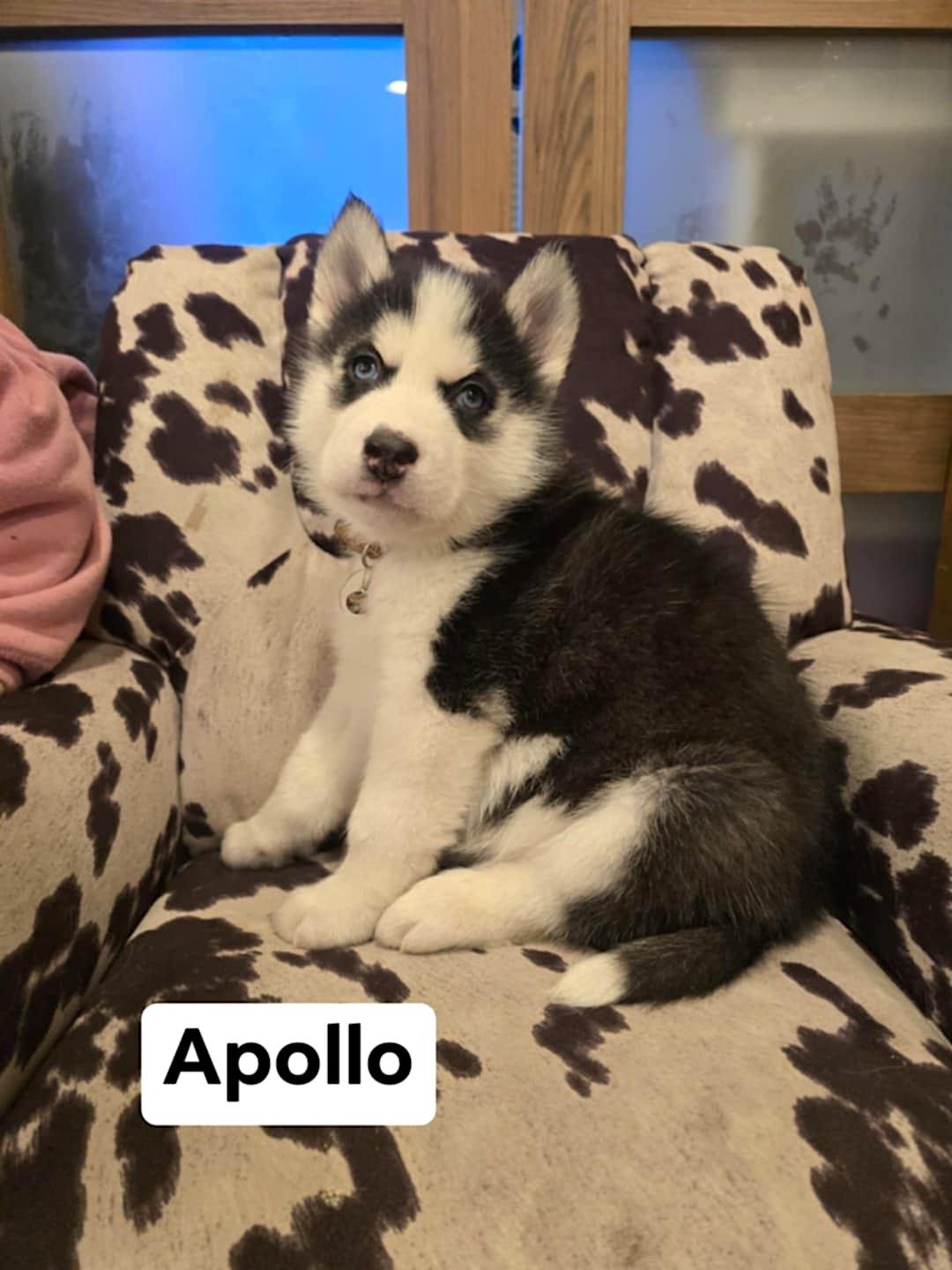 Apollo, a ADOPTABLE Husky in Hopedale, MA image 1/3