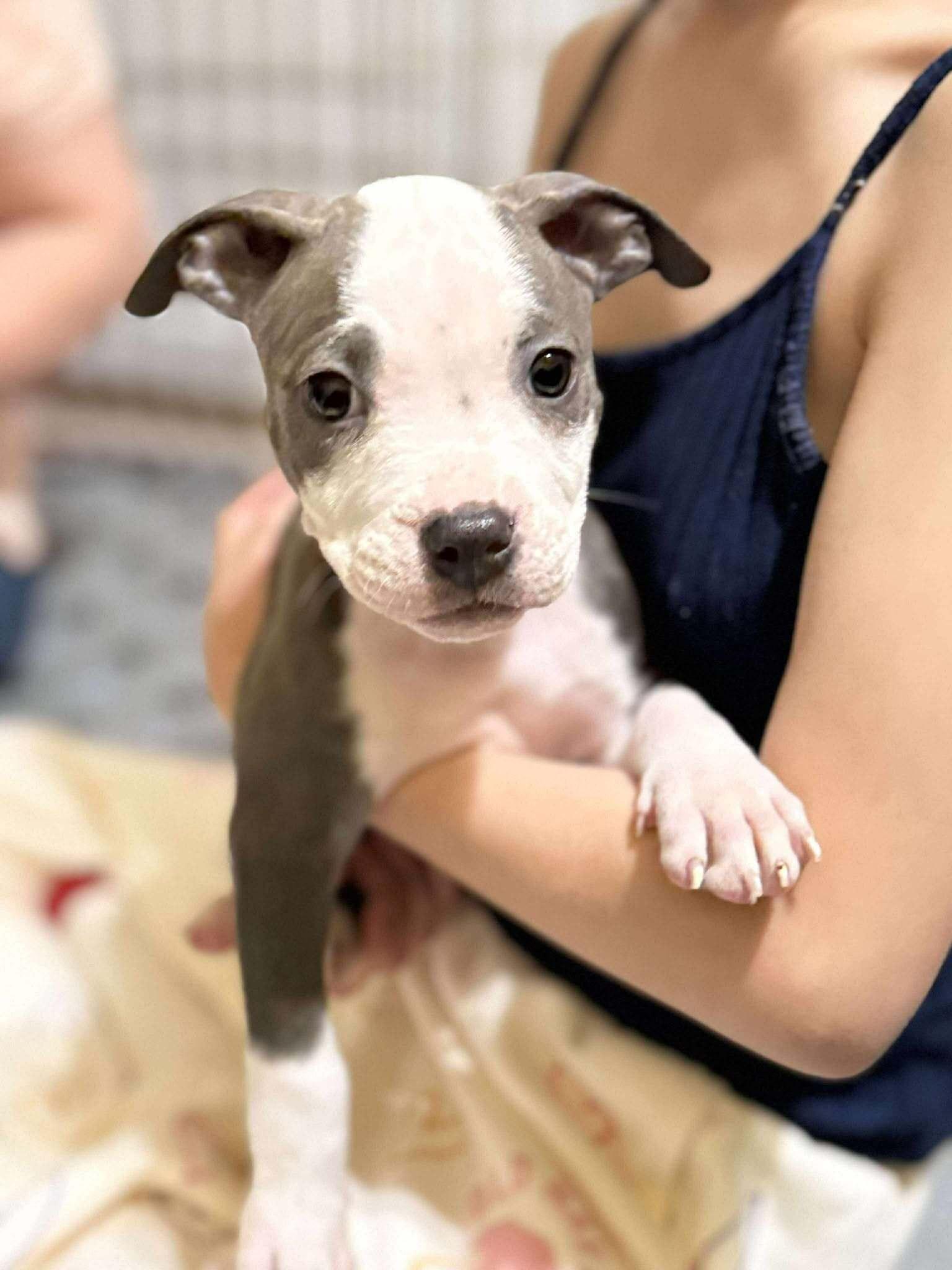 Garden Girl Puppy Rose, Adopted, Young Female Pit Bull Terrier.