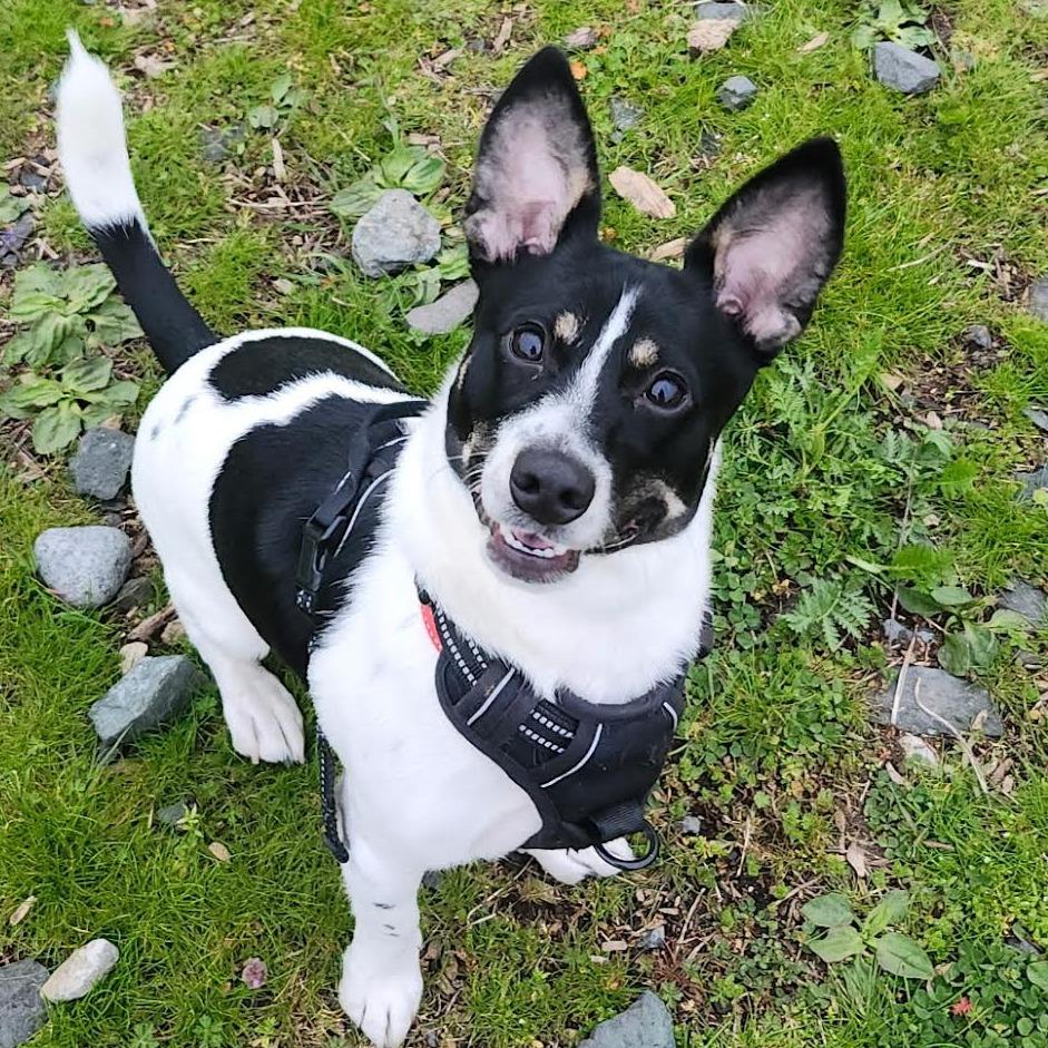 Jax, a Adoptable mixed breed in Bellingham, WA image 1/4