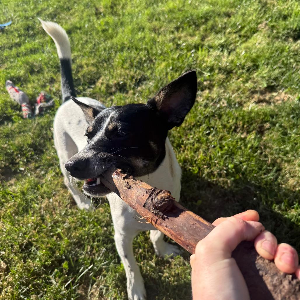 Jax, a Adoptable mixed breed in Bellingham, WA image 2/6