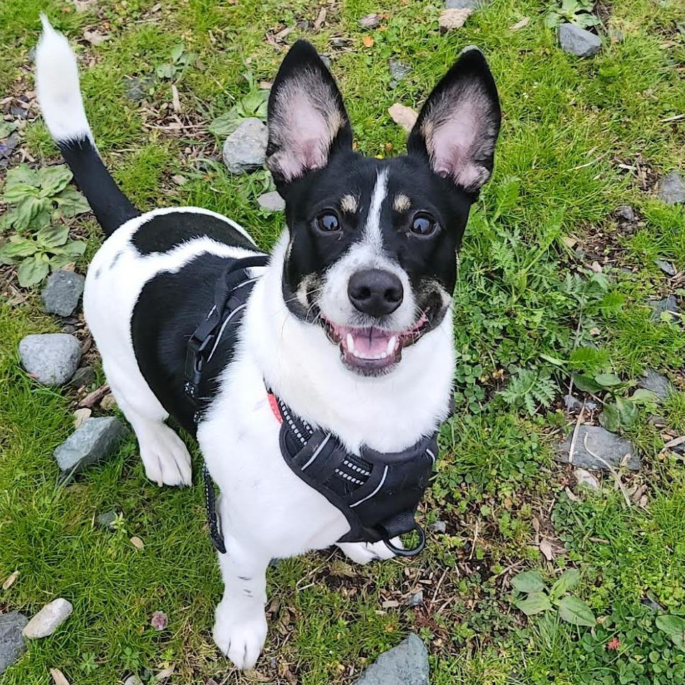 Jax, a Adoptable mixed breed in Bellingham, WA image 2/4