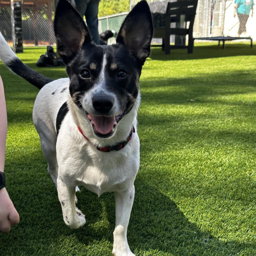 Jax, a Adoptable mixed breed in Bellingham, WA image 3/4