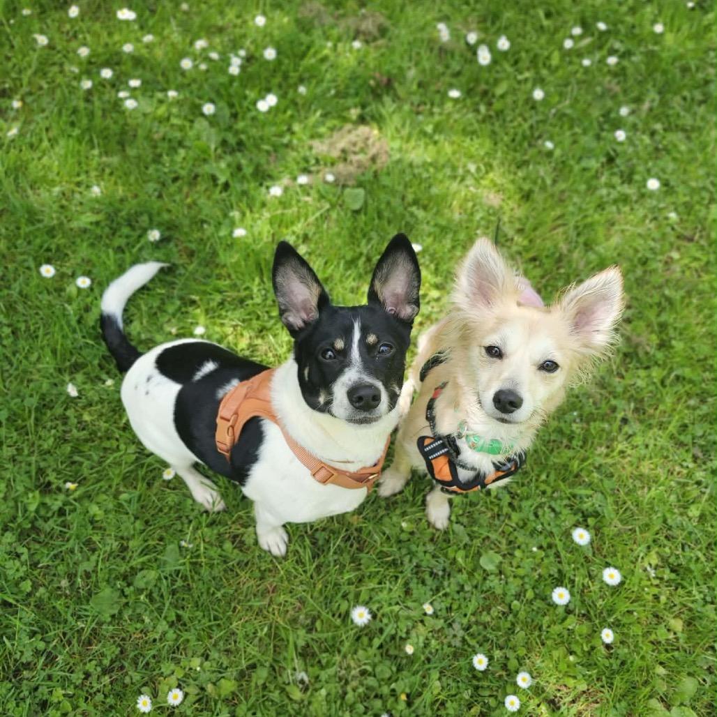 Jax, a Adoptable mixed breed in Bellingham, WA image 5/6
