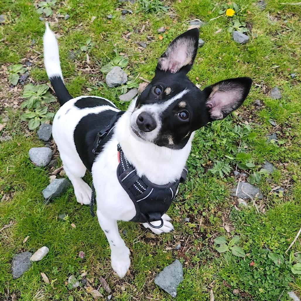 Jax, a Adoptable mixed breed in Bellingham, WA image 4/4