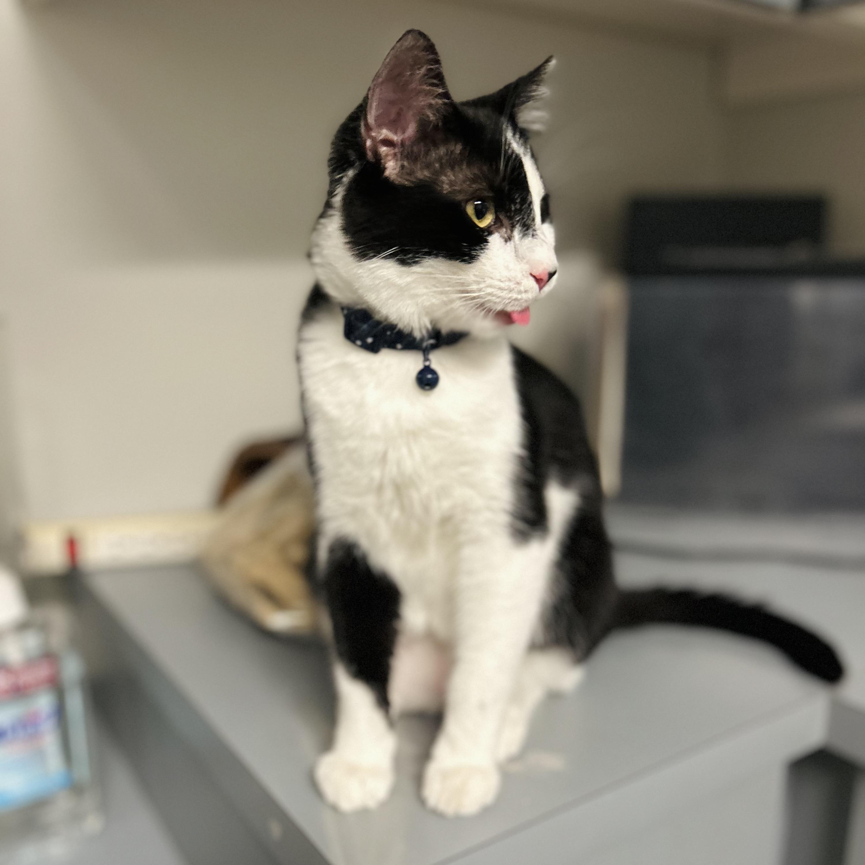 Enlarge Macchiato , an adopted American Shorthair in Seguin, TX image 4/6