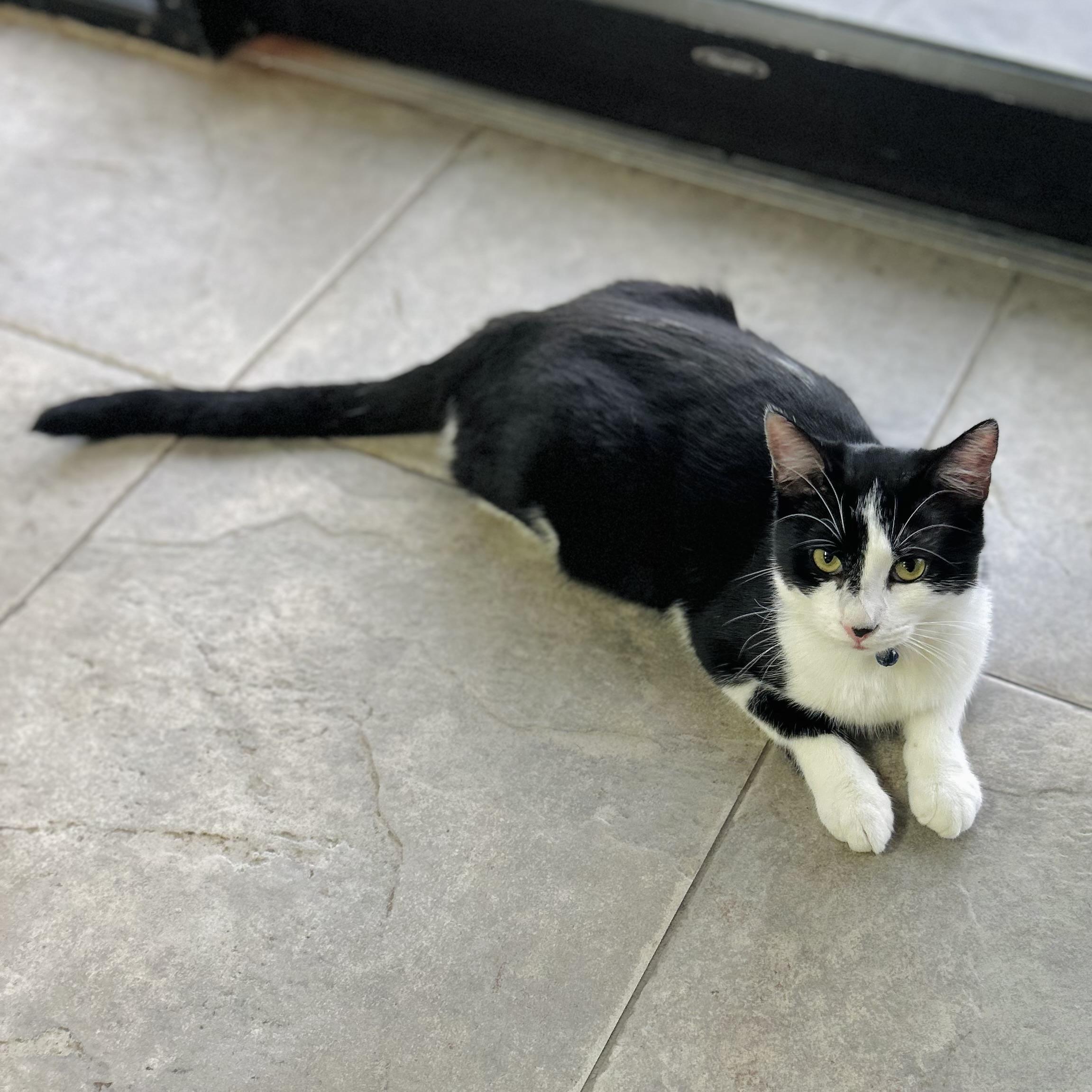 Enlarge Macchiato , an adopted American Shorthair in Seguin, TX image 2/6
