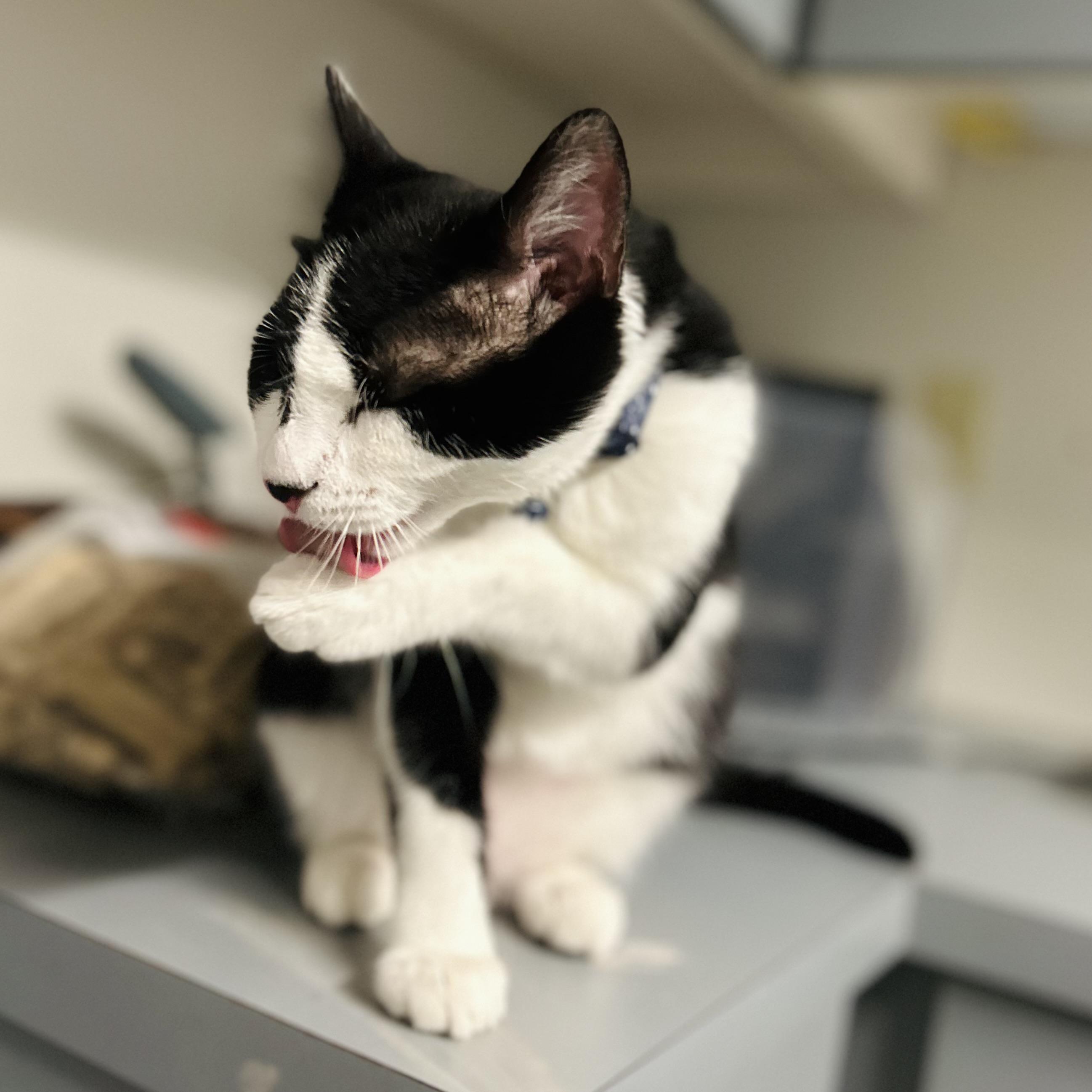 Enlarge Macchiato , an adopted American Shorthair in Seguin, TX image 3/6