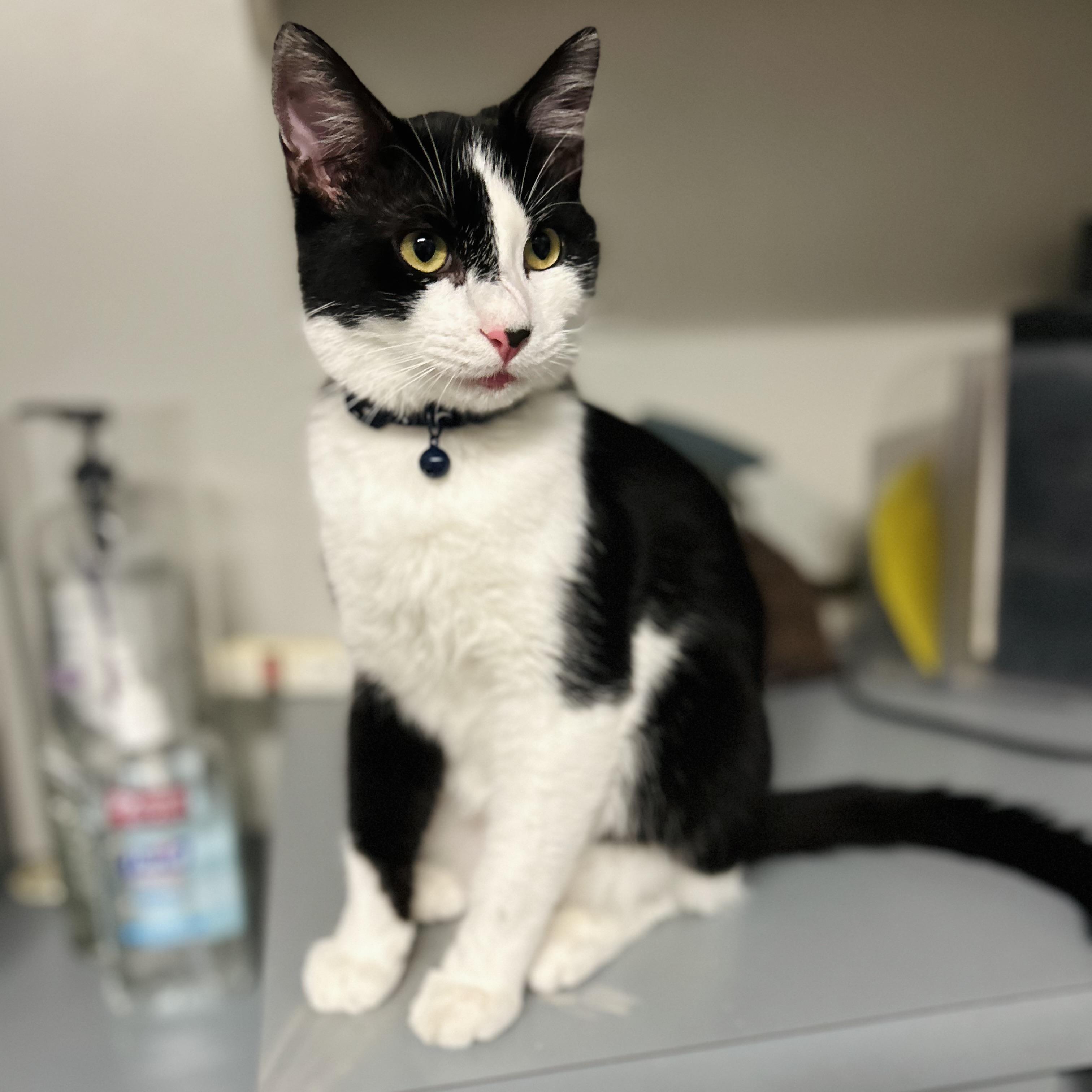 Enlarge Macchiato , an adopted American Shorthair in Seguin, TX image 5/6