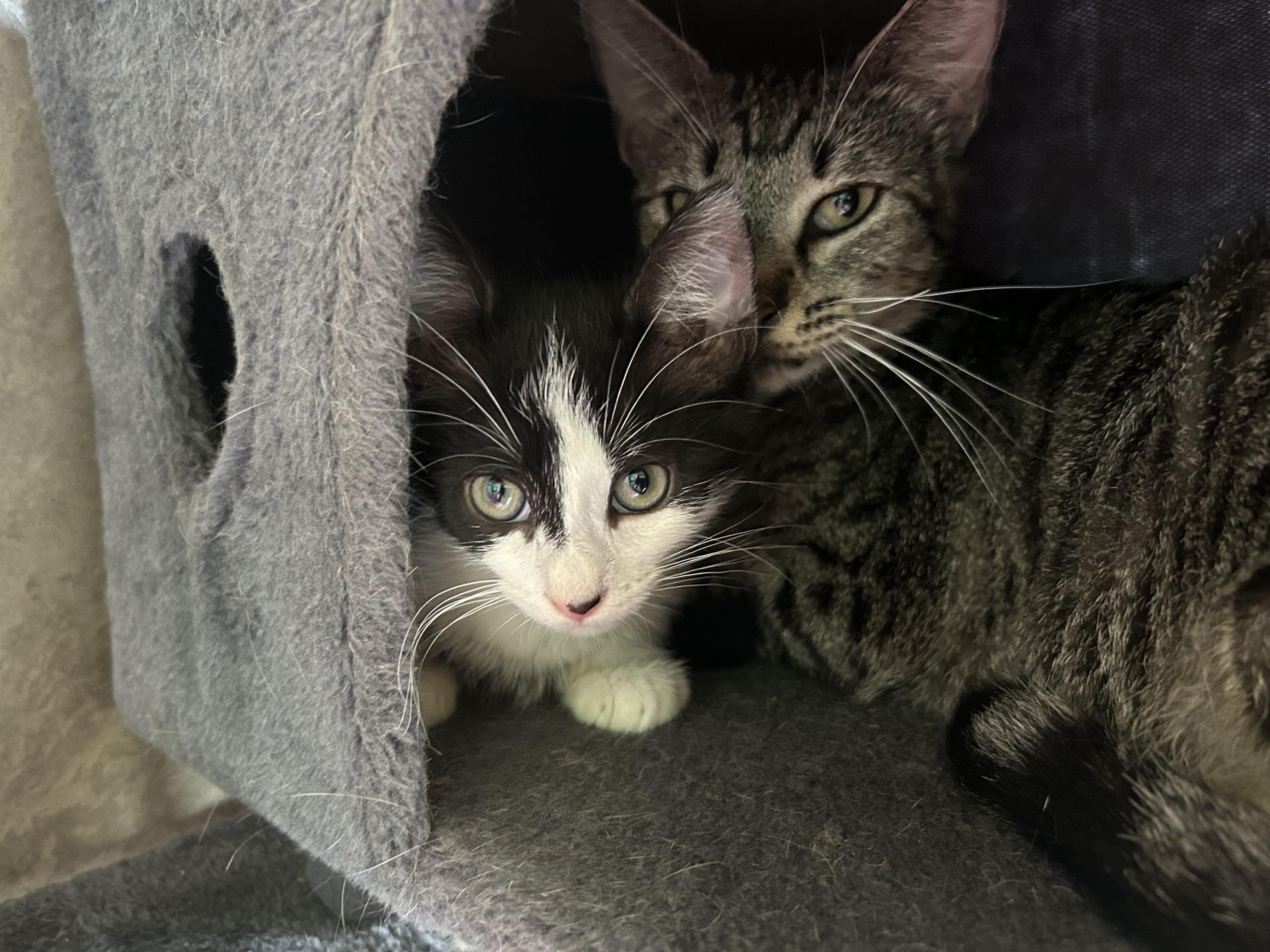 Enlarge Macchiato , an adopted American Shorthair in Seguin, TX image 6/6