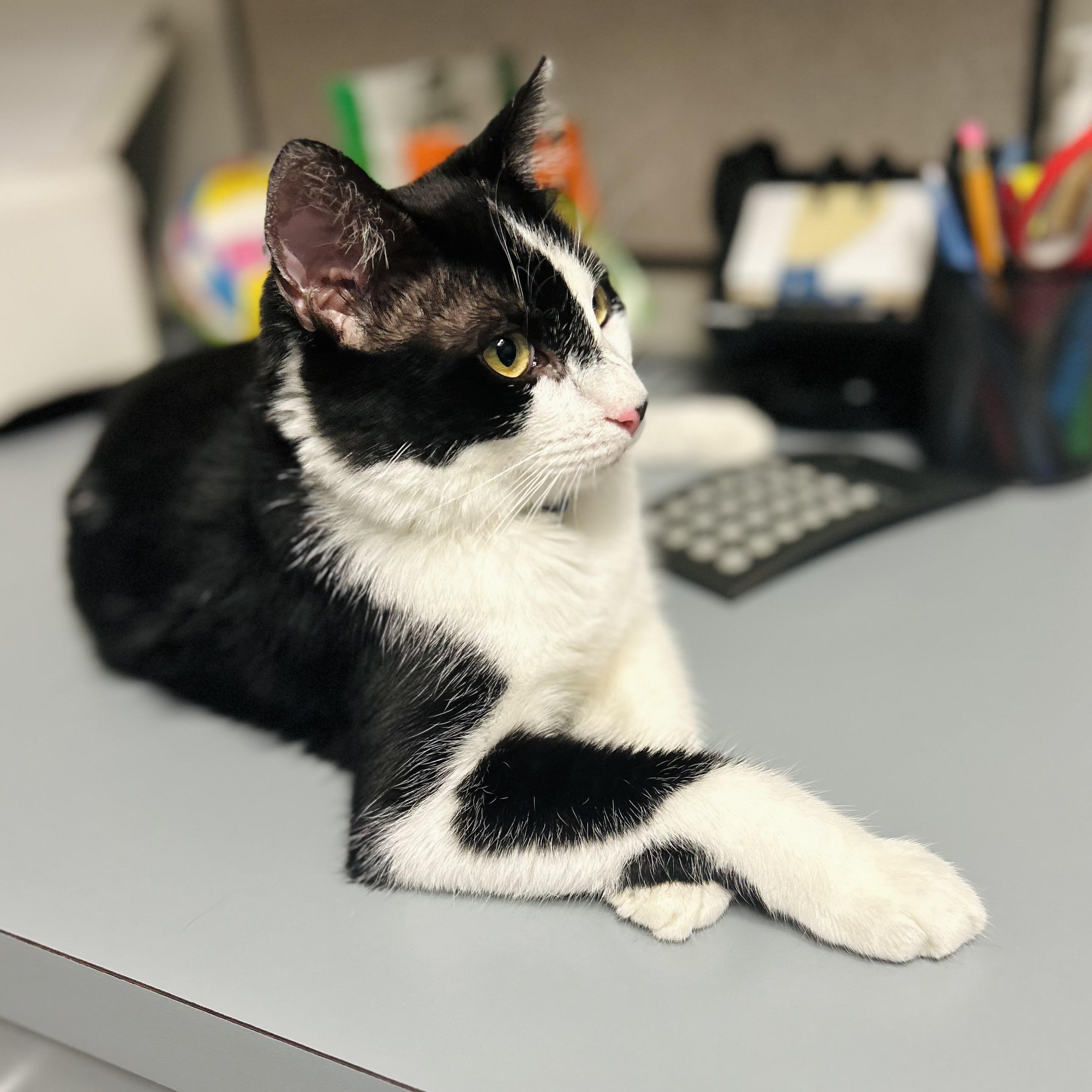 Macchiato , adopted, Kitten Male American Shorthair.