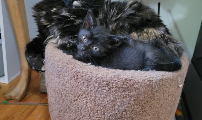 Meeka thumbnail 3