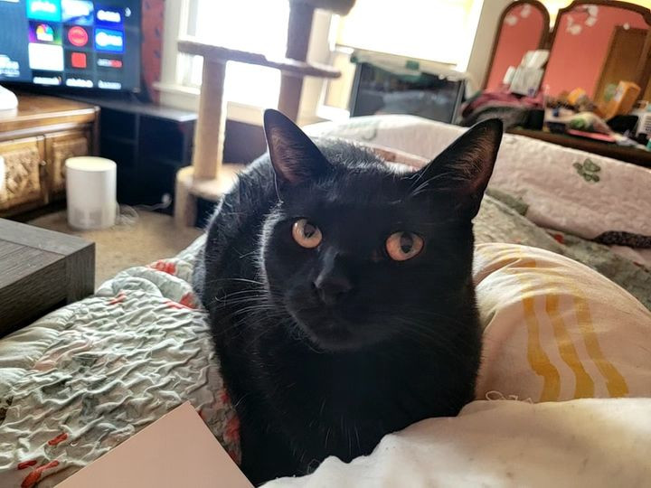 Meeka